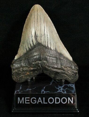 Inch Megalodon Tooth #4991